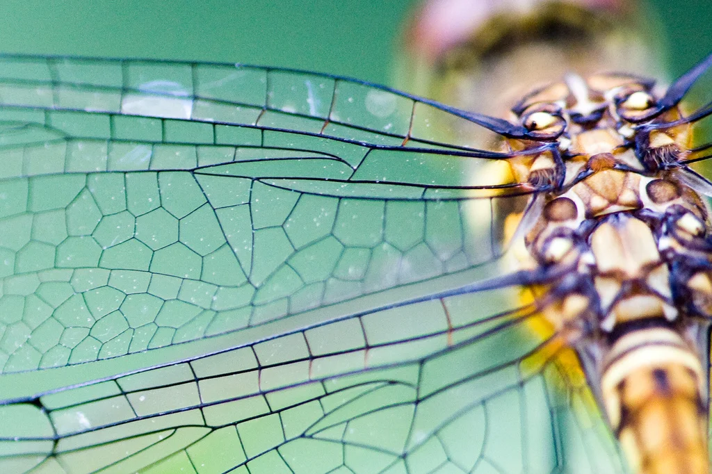 Dragonfly Wings